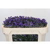 Aster Baby Parade