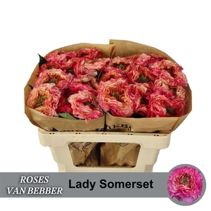 R Gr Lady Somerset