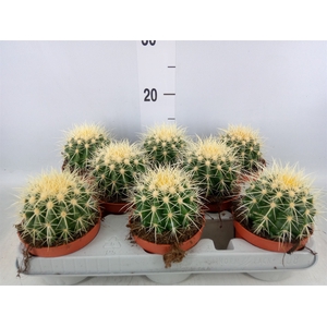 Echinocactus grusonii