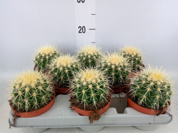 <h4>Echinocactus grusonii</h4>