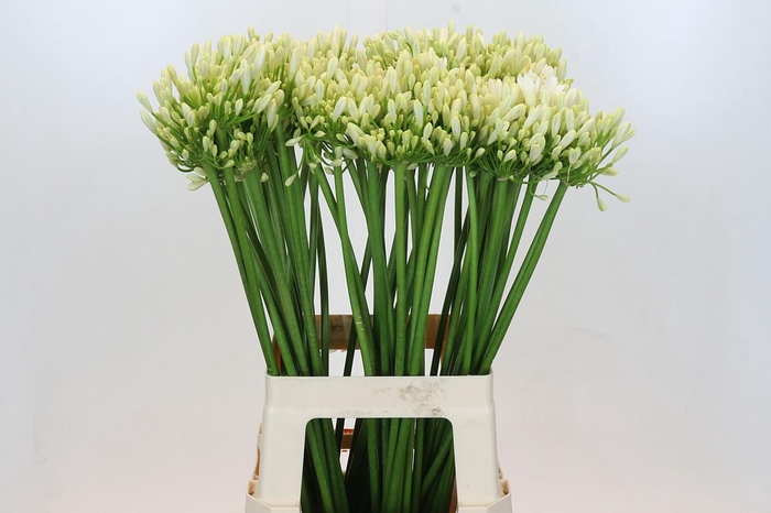 <h4>Agapanthus Gletsjer</h4>