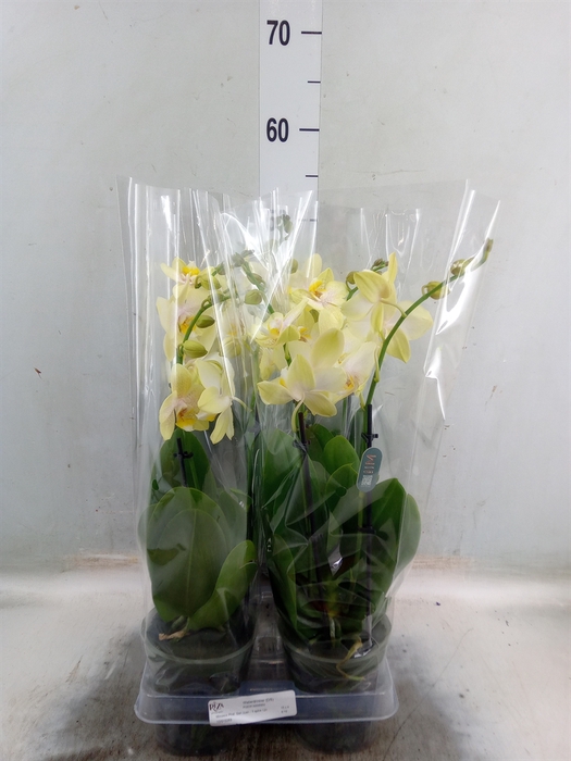 <h4>Phalaenopsis  'San Juan'</h4>