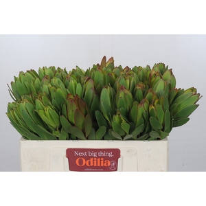 Leucadendron Goldstrike