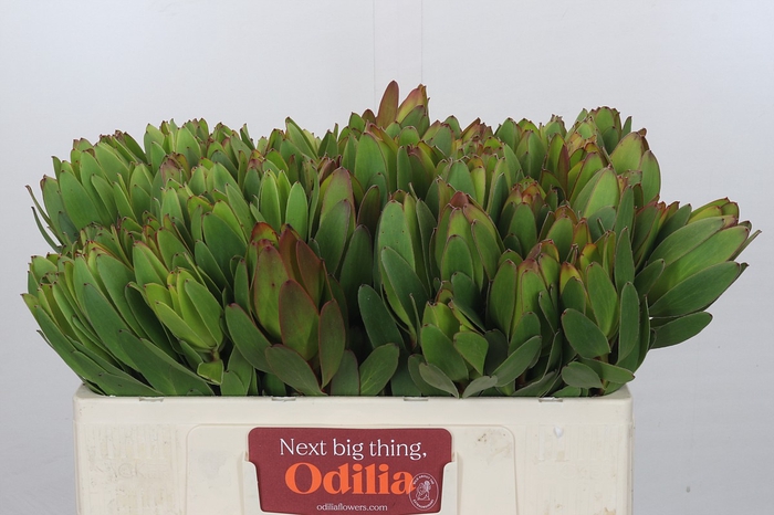 <h4>Leucadendron Goldstrike</h4>