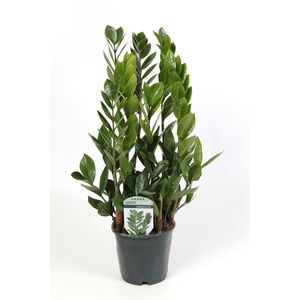 Zamioculcas Lucky Classic 6+ veren