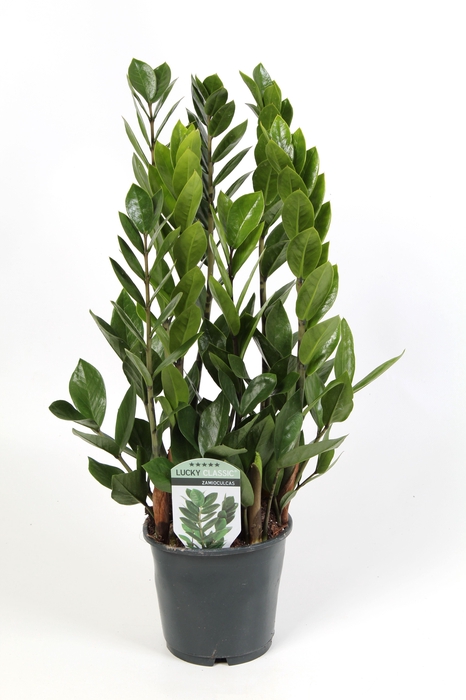 <h4>Zamioculcas Lucky Classic 6+ veren</h4>