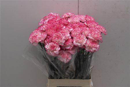 <h4>Di St Komachi</h4>