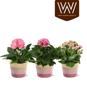 KAMERPL BLOEIEND GEM