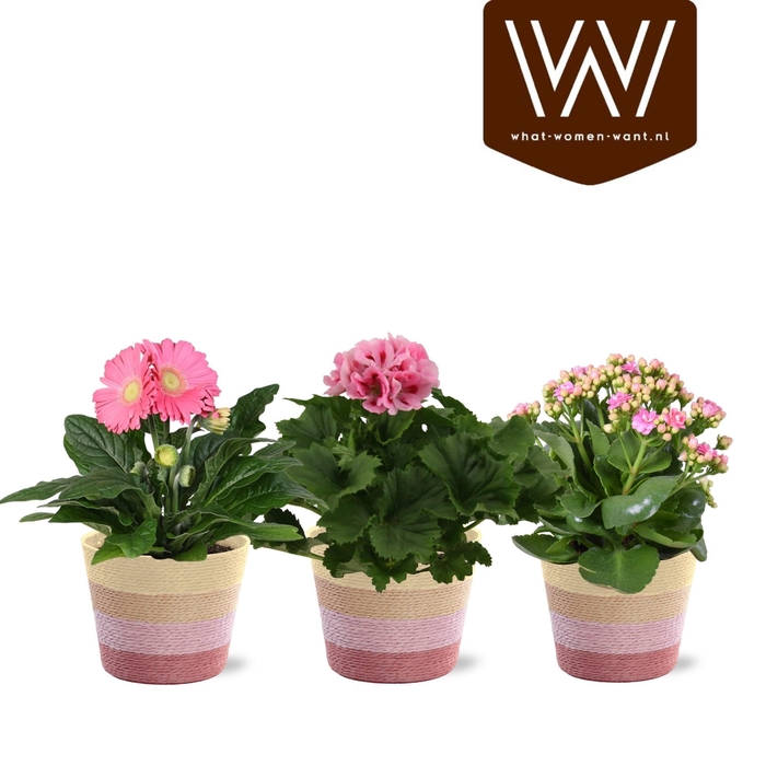 <h4>KAMERPL BLOEIEND GEM</h4>