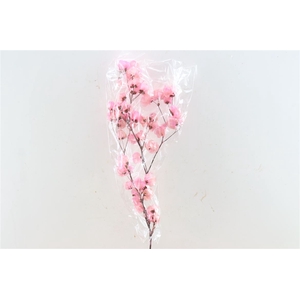 Dried Bougainvillea 55cm Light Pink Bunch