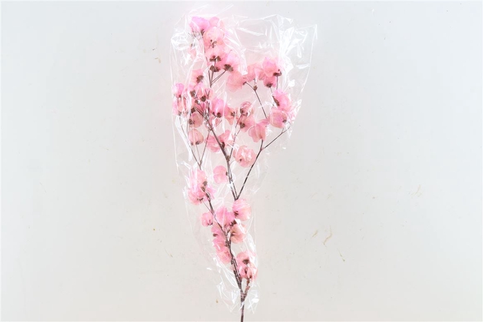 <h4>Dried Bougainvillea 55cm Light Pink Bunch</h4>