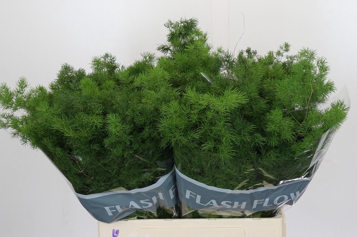 <h4>Asparagus Umbellatus</h4>