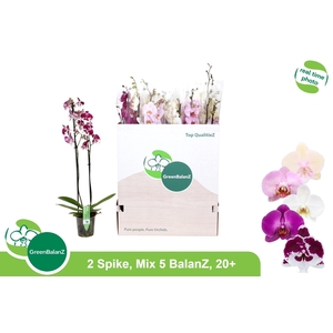 PHAL GEM 5 KL