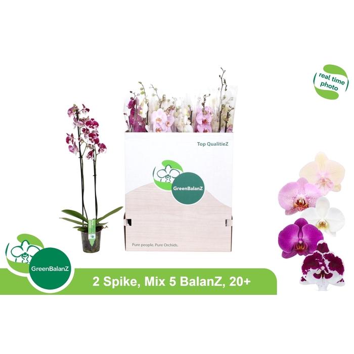 <h4>PHAL GEM 5 KL</h4>