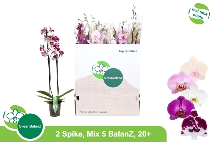 PHAL GEM 5 KL