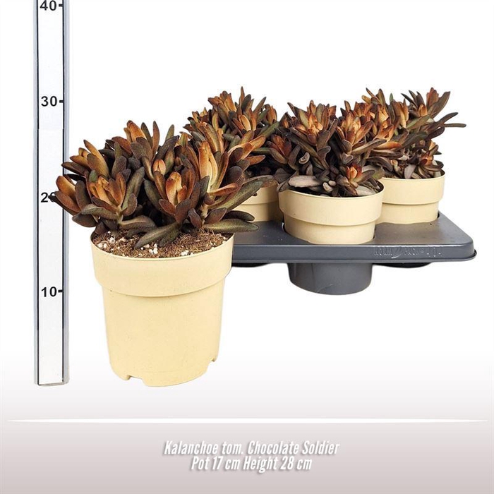 <h4>Kalanchoe tom. Chocolate Soldier</h4>