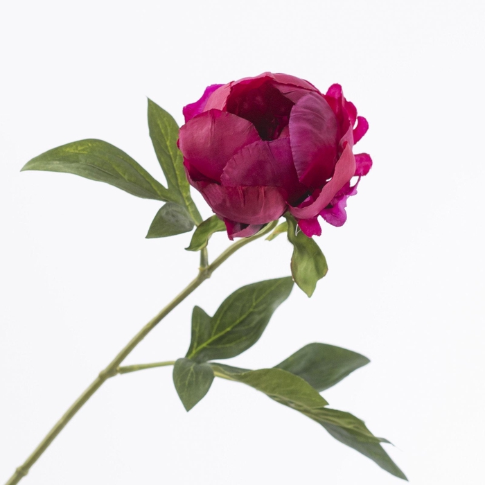 <h4>Paeonia Cerise FL440348CER</h4>