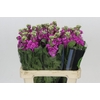 Matthiola Iron Hot Pink