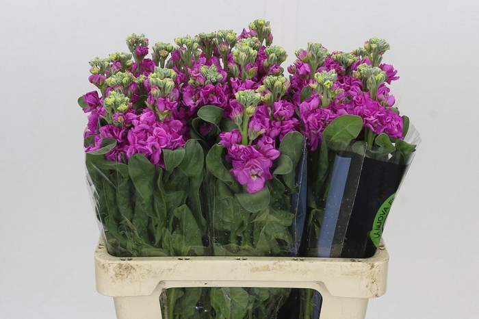 <h4>Matthiola Iron Hot Pink</h4>