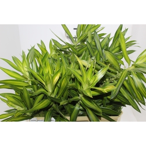 FOLHAGEM DRACENA PLEOMELE LIMÃO