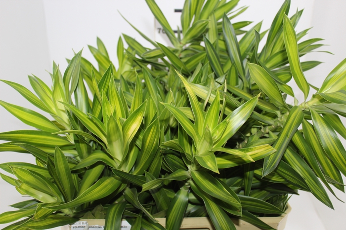 <h4>FOLHAGEM DRACENA PLEOMELE LIMÃO</h4>
