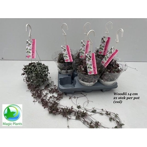 CEROPEGIA WOODII SUP