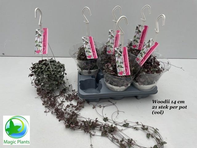 <h4>CEROPEGIA WOODII SUP</h4>