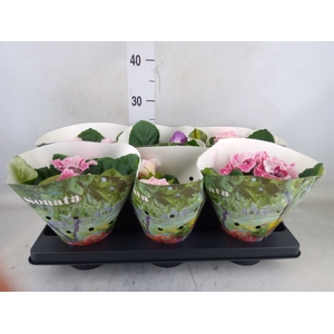 Sinningia  'Sonata'   ...mix