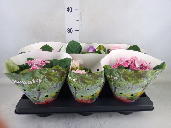 <h4>Sinningia  'Sonata'   ...mix</h4>