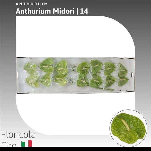 <h4>ANTH A MIDORI</h4>