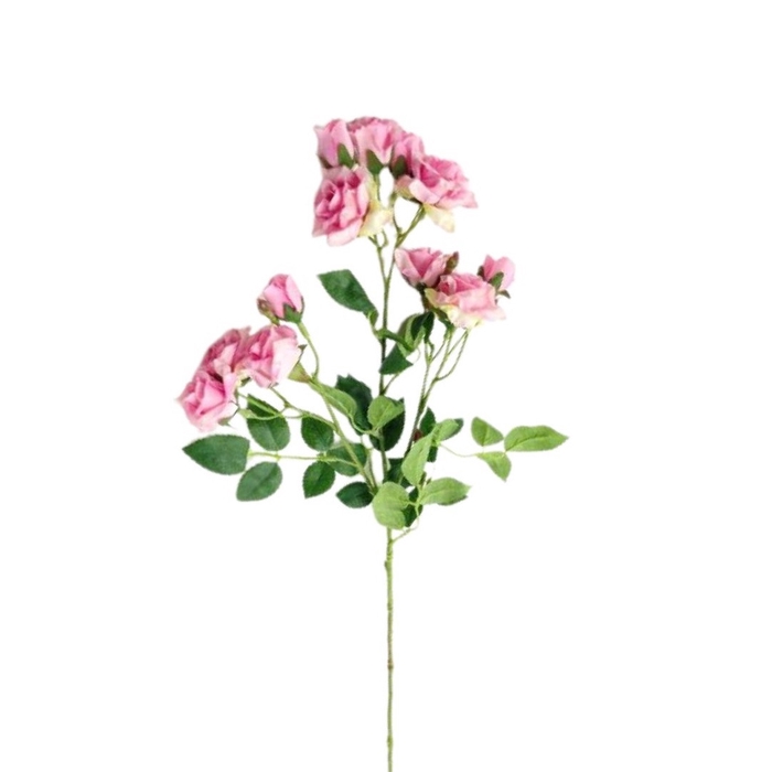 <h4>Rosa spray 65cm</h4>