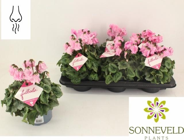 <h4>CYCL GR FALBALA</h4>