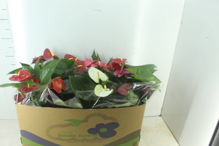 <h4>ANTHURIUM VARIADO P15</h4>