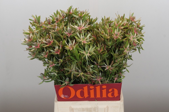 Leucadendron Ayoba Star Pearl