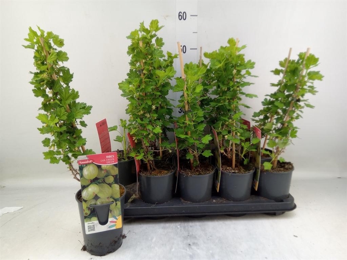 <h4>Fruitplanten   ...fruitbomen</h4>