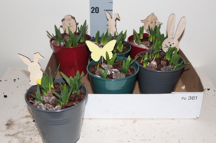 <h4>ARR BOL KNOLGEWAS</h4>