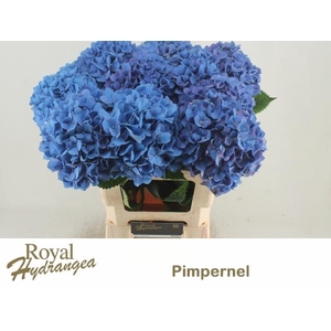 HYDR M CH PIMPERNEL