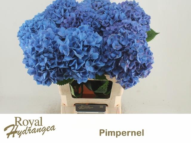 <h4>HYDR M CH PIMPERNEL</h4>