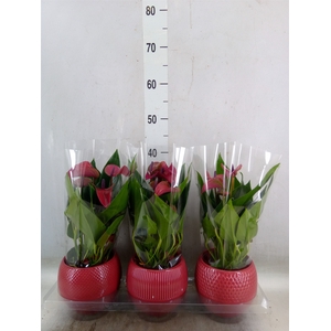 Anthurium andr. 'Pure Purple'