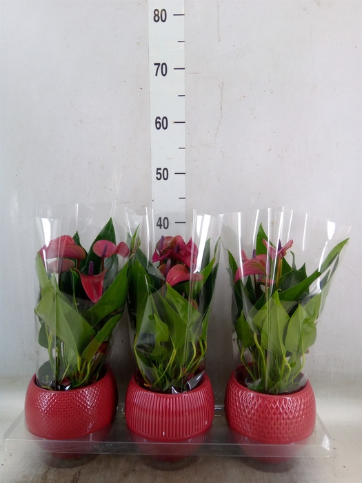 <h4>Anthurium andr. 'Pure Purple'</h4>