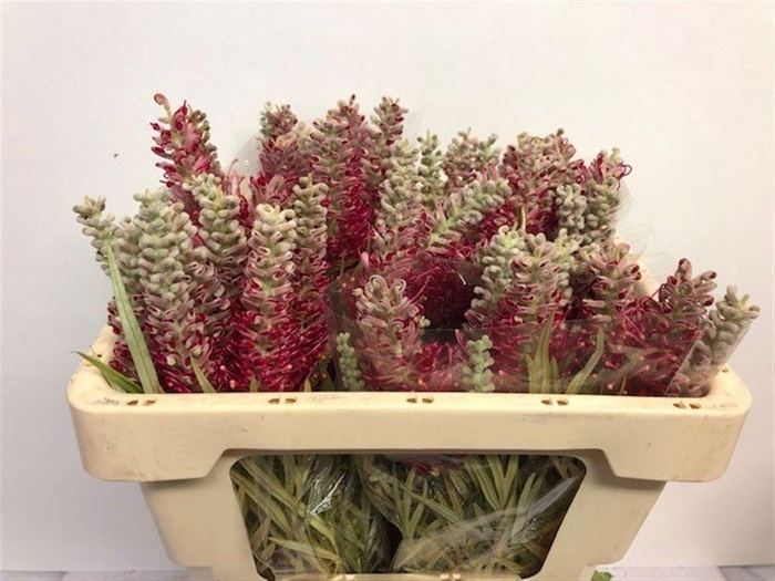 <h4>Grevillea Misty Red</h4>