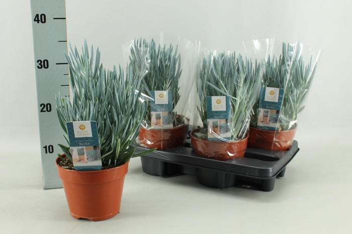 arr8 Curio Fic Blues