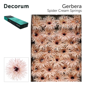 Gerbera Spider Cream Springs Doos