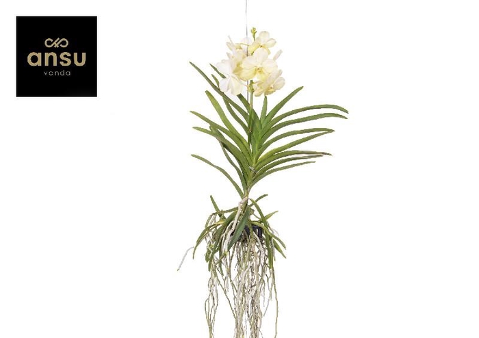 <h4>Vanda 0814</h4>