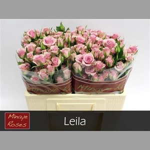 R Tr Leila