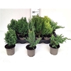 Thuja Ov