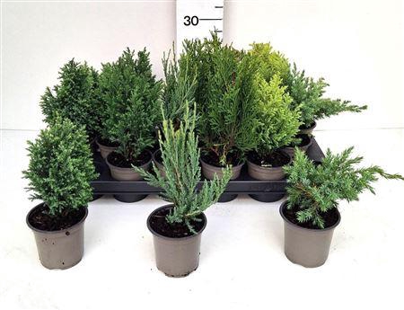 Thuja Ov