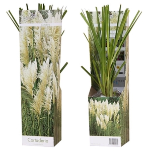 Cortaderia 'Pampas' wit
