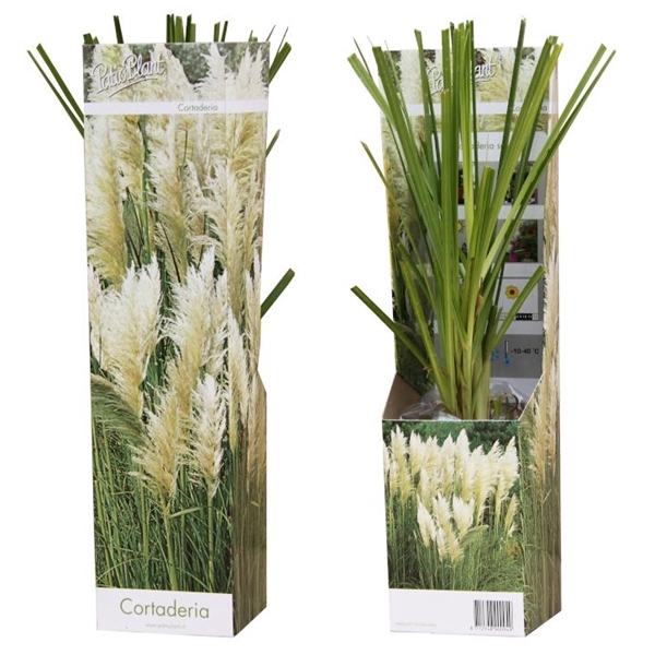 <h4>Cortaderia 'Pampas' wit</h4>