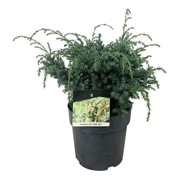 <h4>Juniperus chin. 'Blue Alps'</h4>